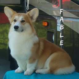 GCH Gwyndolyns Happily Ever After - FABLE GCH Gwyndolyns Happily Ever After - FABLE
